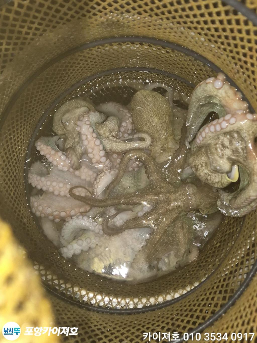 낚시뚜,기타 (직접입력),영일만항,포항카이져호,낚시뚜37
