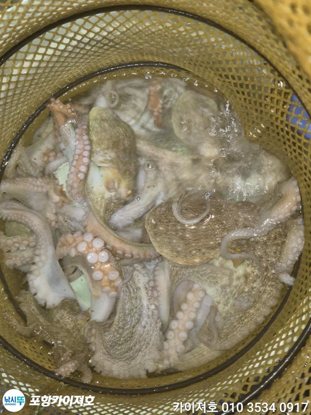 낚시뚜,기타 (직접입력),영일만항,포항카이져호,낚시뚜33
