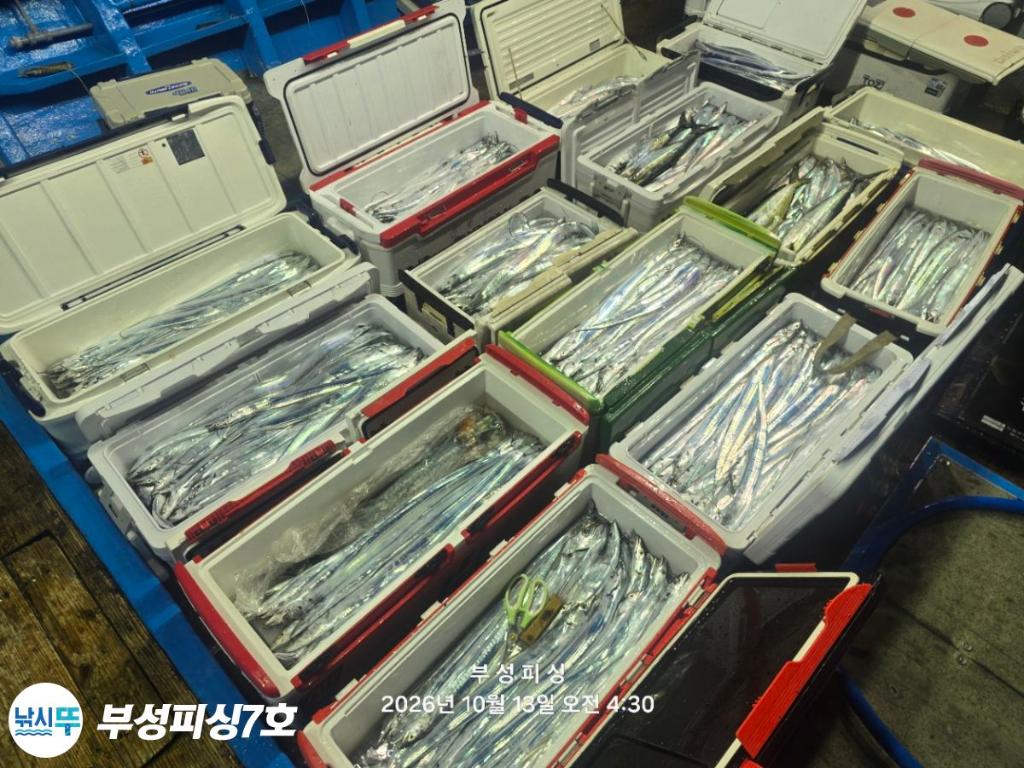 낚시뚜,갈치,통영영운리항,부성피싱7호,낚시뚜17