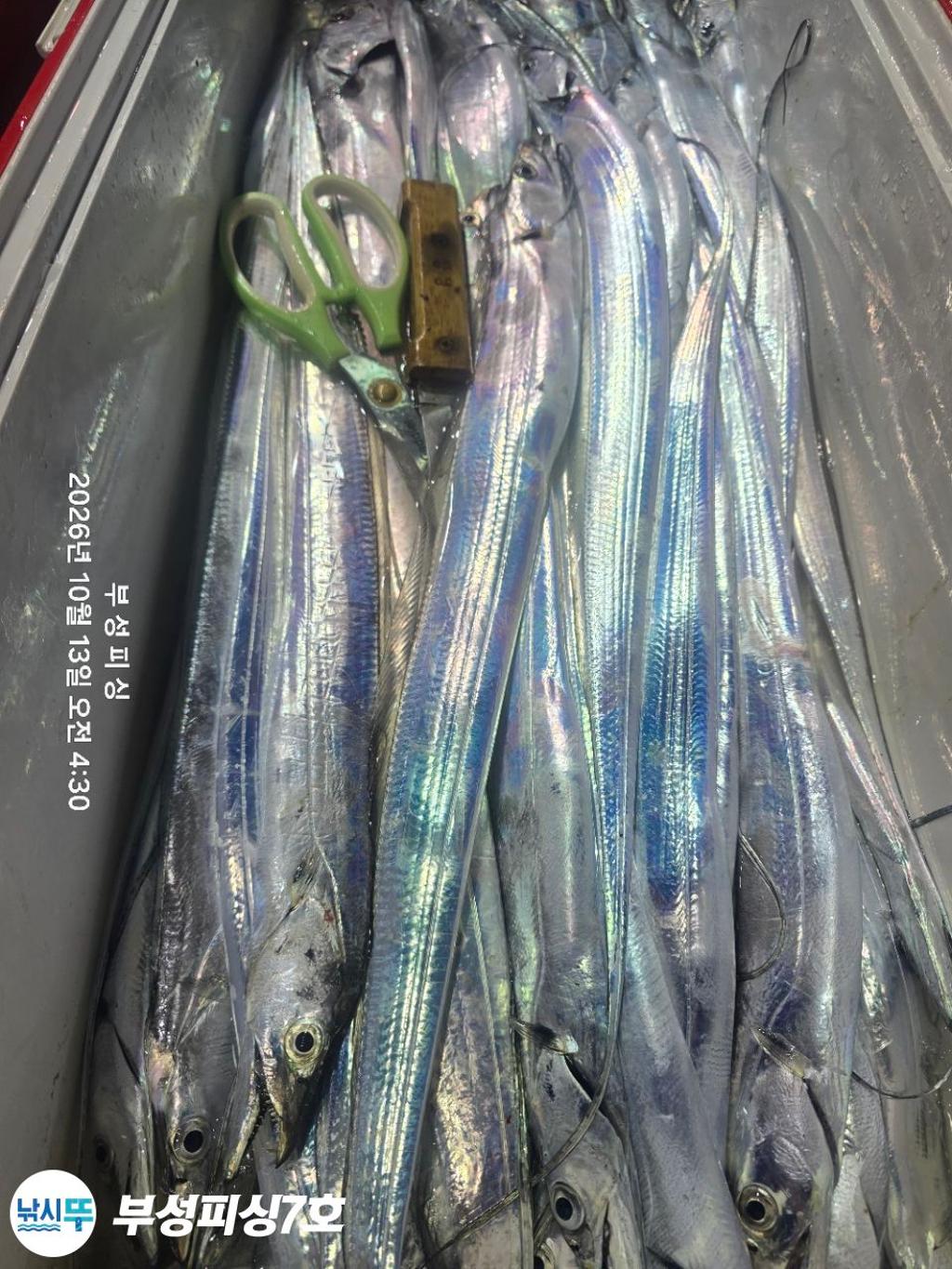 낚시뚜,갈치,통영영운리항,부성피싱7호,낚시뚜19