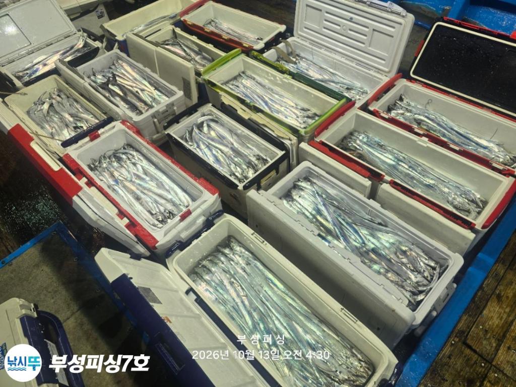낚시뚜,갈치,통영영운리항,부성피싱7호,낚시뚜16