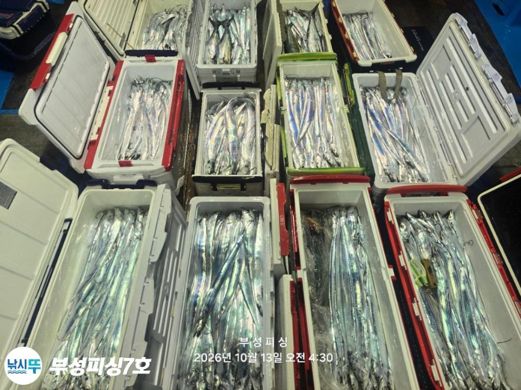 낚시뚜,갈치,통영영운리항,부성피싱7호,낚시뚜13