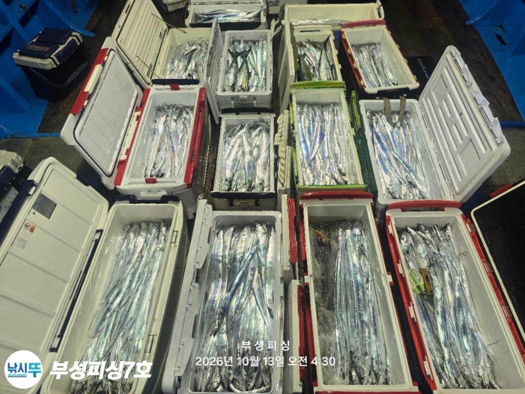 낚시뚜,갈치,통영영운리항,부성피싱7호,낚시뚜10