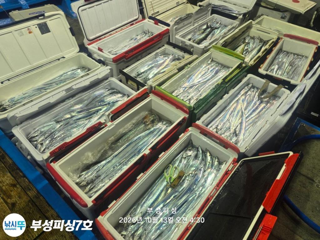 낚시뚜,갈치,통영영운리항,부성피싱7호,낚시뚜1