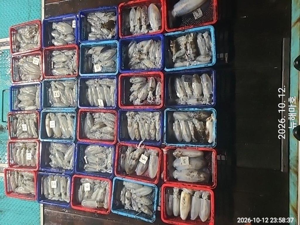 낚시뚜,무늬오징어,영일만항,뉴해마호,낚시뚜1