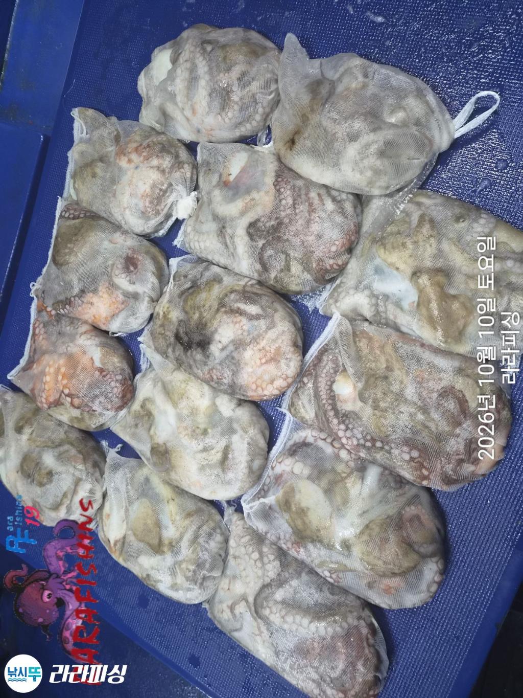 낚시뚜,돌문어,속천항(진해),라라피싱,낚시뚜14