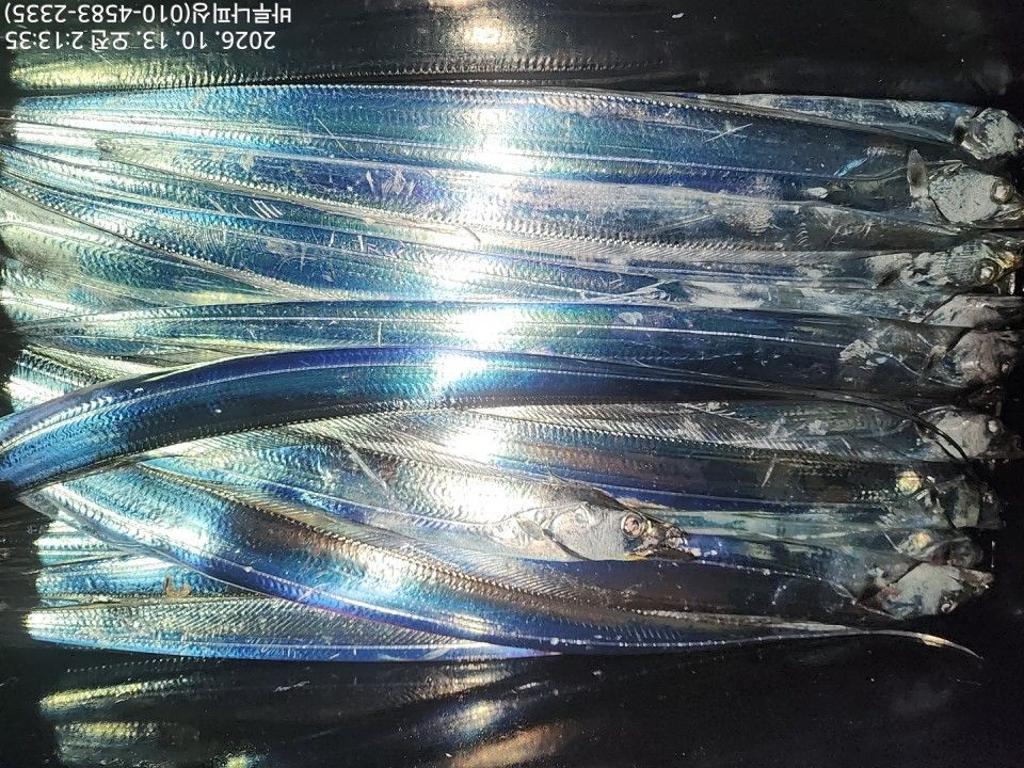 낚시뚜,갈치,속천항(진해),바루나피싱,낚시뚜7