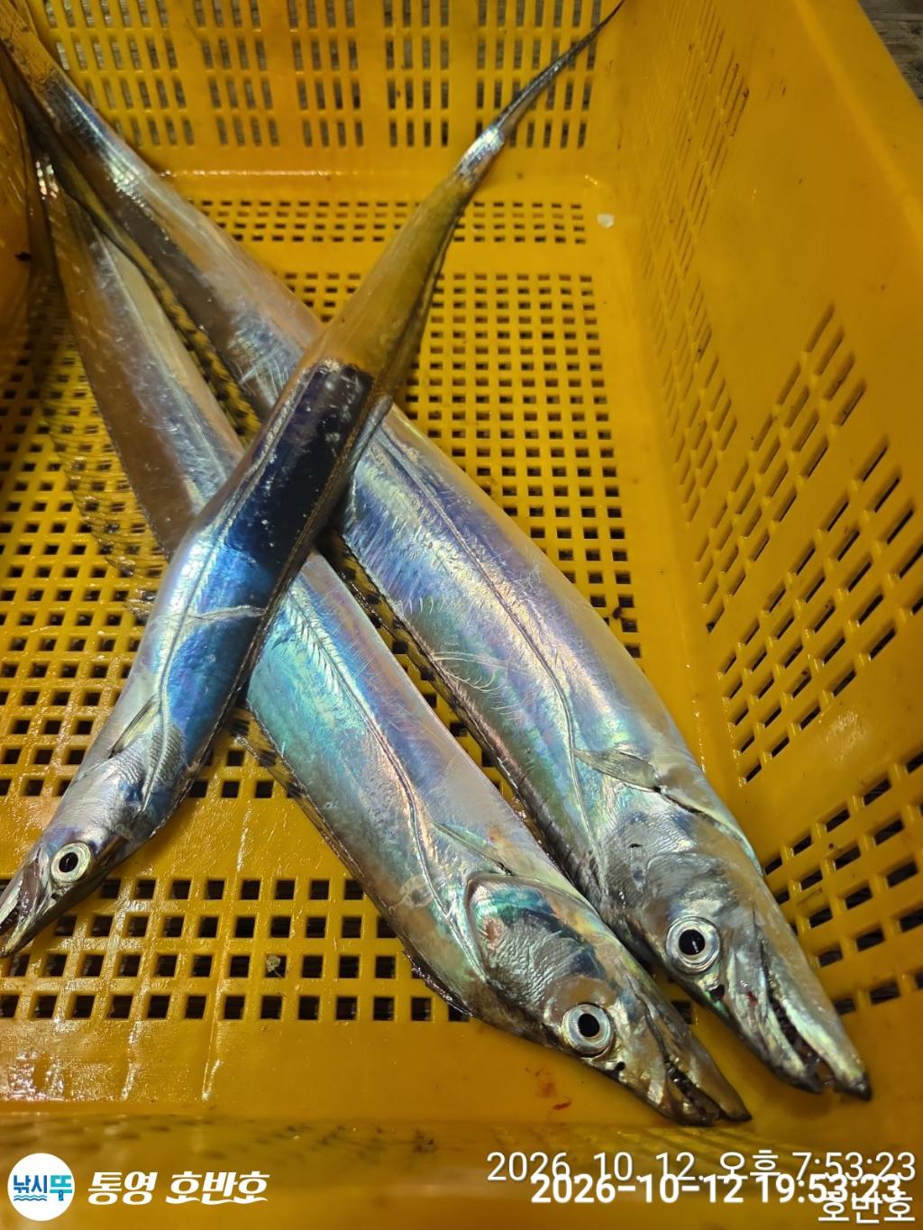 낚시뚜,갈치,통영 신전항,통영호반호,낚시뚜33