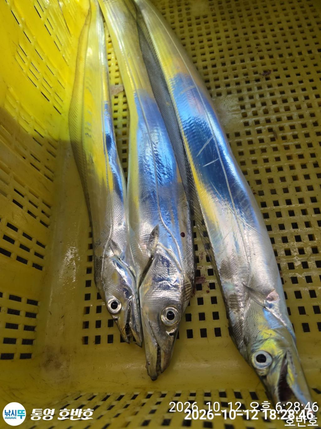 낚시뚜,갈치,통영 신전항,통영호반호,낚시뚜30
