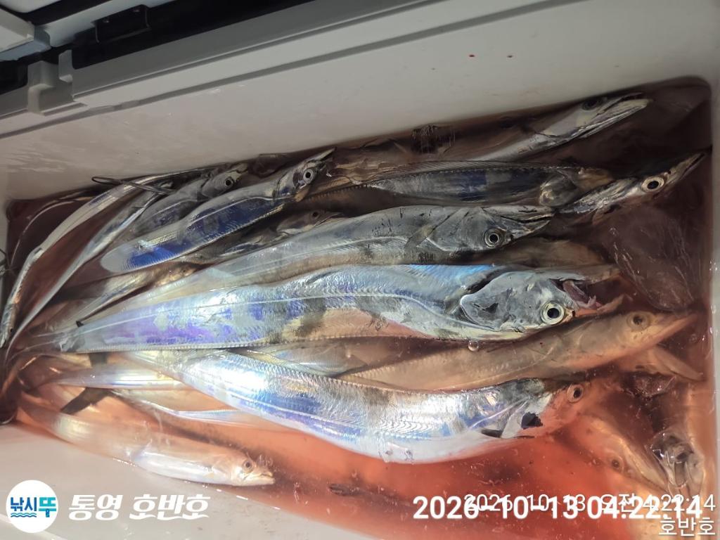 낚시뚜,갈치,통영 신전항,통영호반호,낚시뚜25