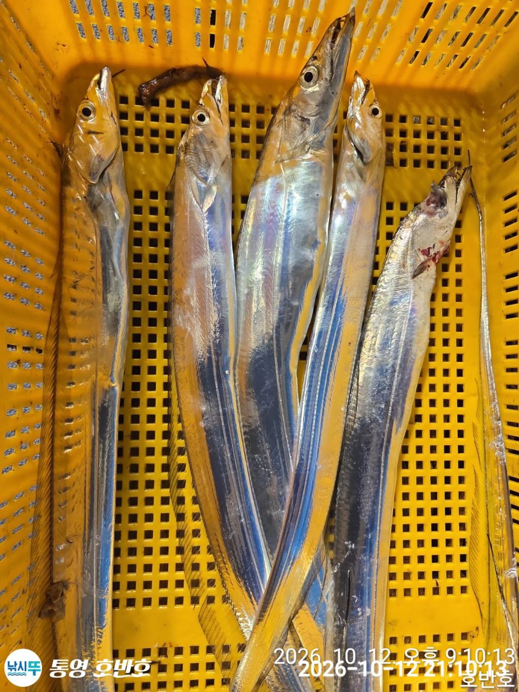 낚시뚜,갈치,통영 신전항,통영호반호,낚시뚜24