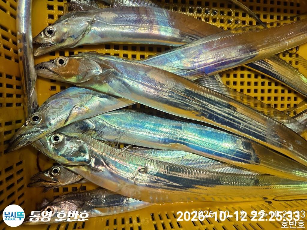 낚시뚜,갈치,통영 신전항,통영호반호,낚시뚜23