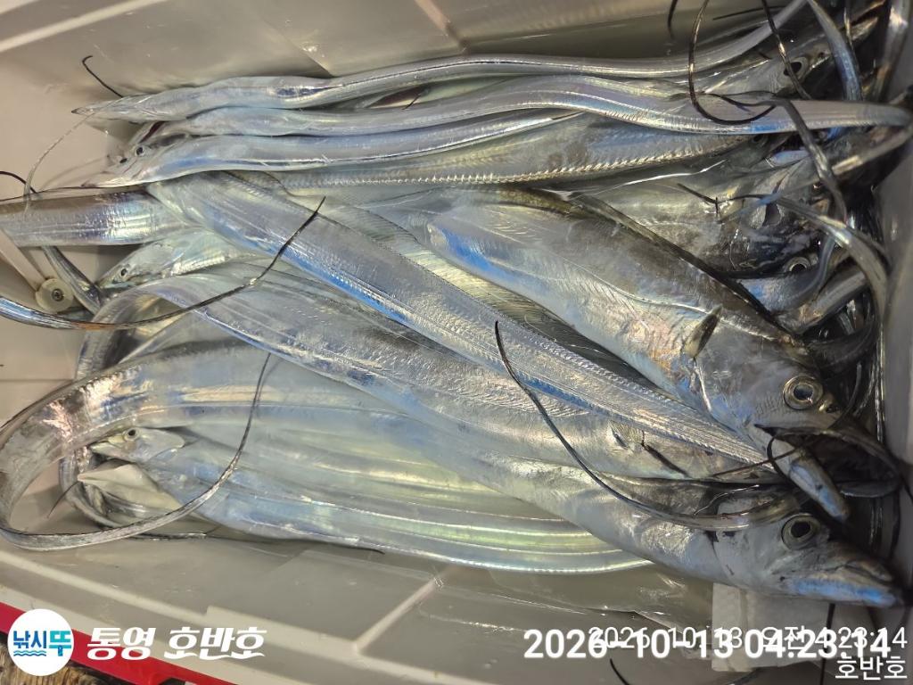 낚시뚜,갈치,통영 신전항,통영호반호,낚시뚜22