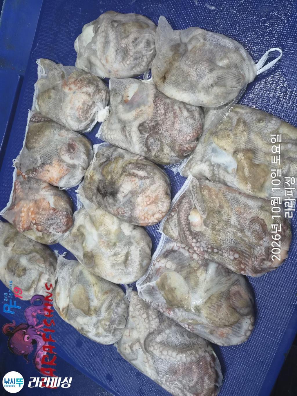 낚시뚜,돌문어,속천항(진해),라라피싱,낚시뚜12
