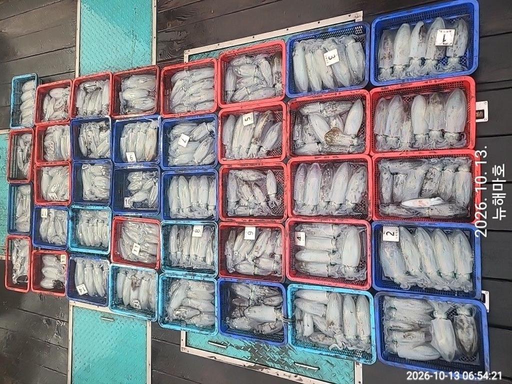 낚시뚜,무늬오징어,영일만항,뉴해마호,낚시뚜0