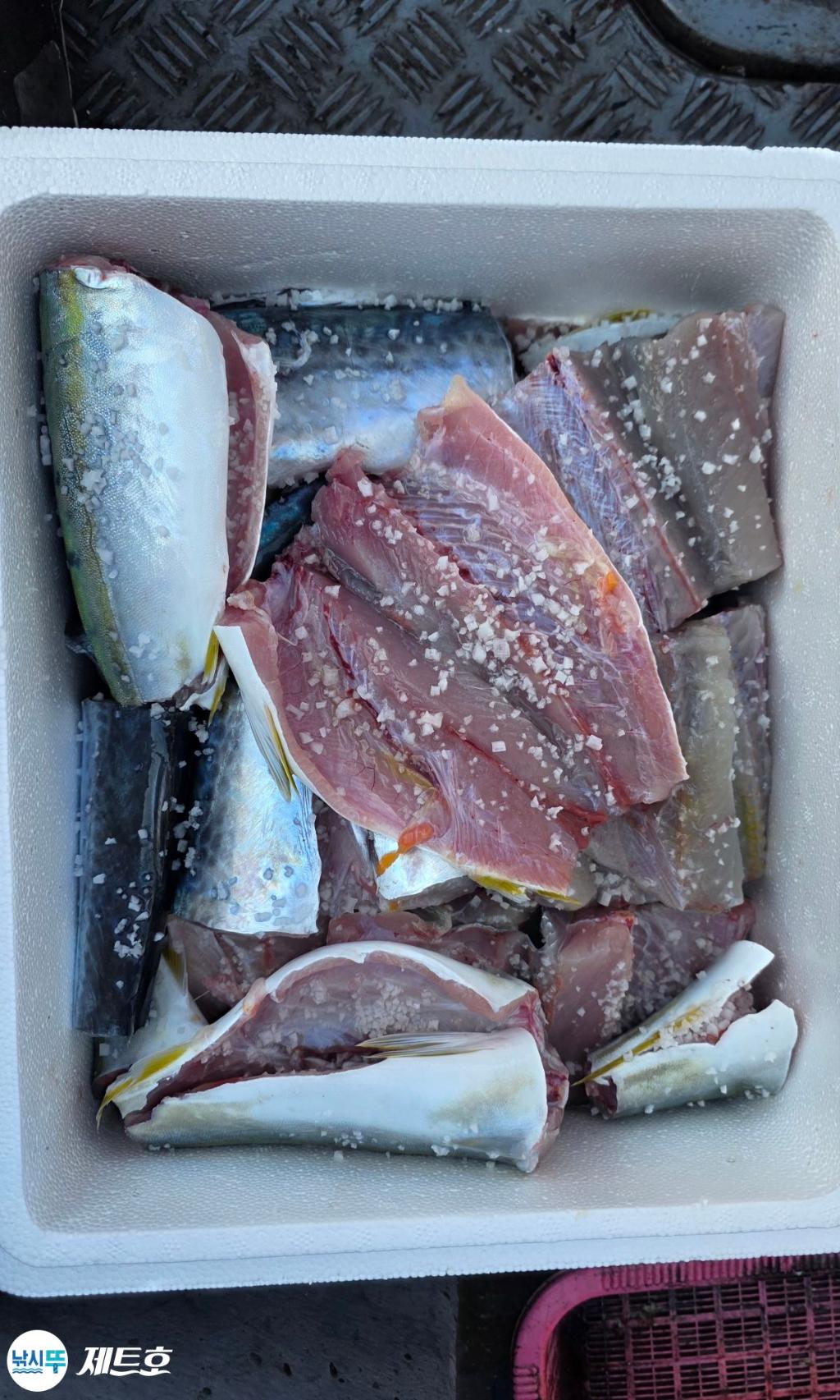 낚시뚜,방어,삼치,영일만항,포항 제트호,낚시뚜18