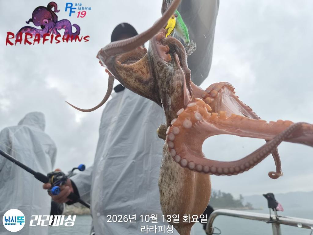 낚시뚜,돌문어,속천항(진해),라라피싱,낚시뚜4