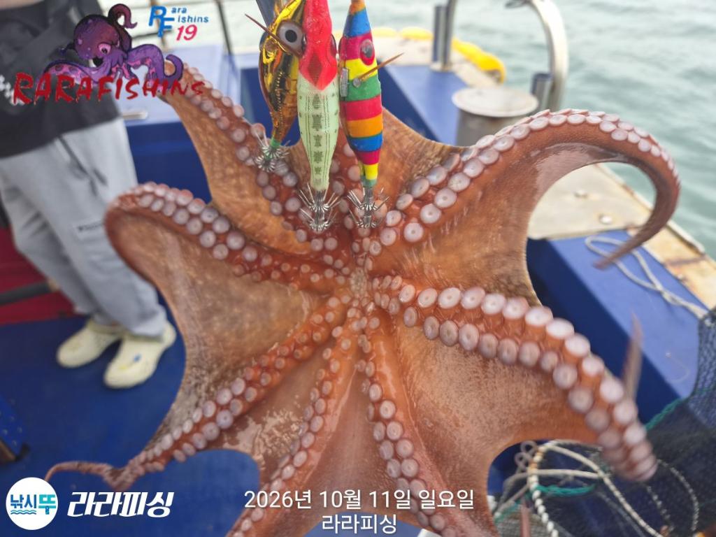 낚시뚜,돌문어,속천항(진해),라라피싱,낚시뚜7