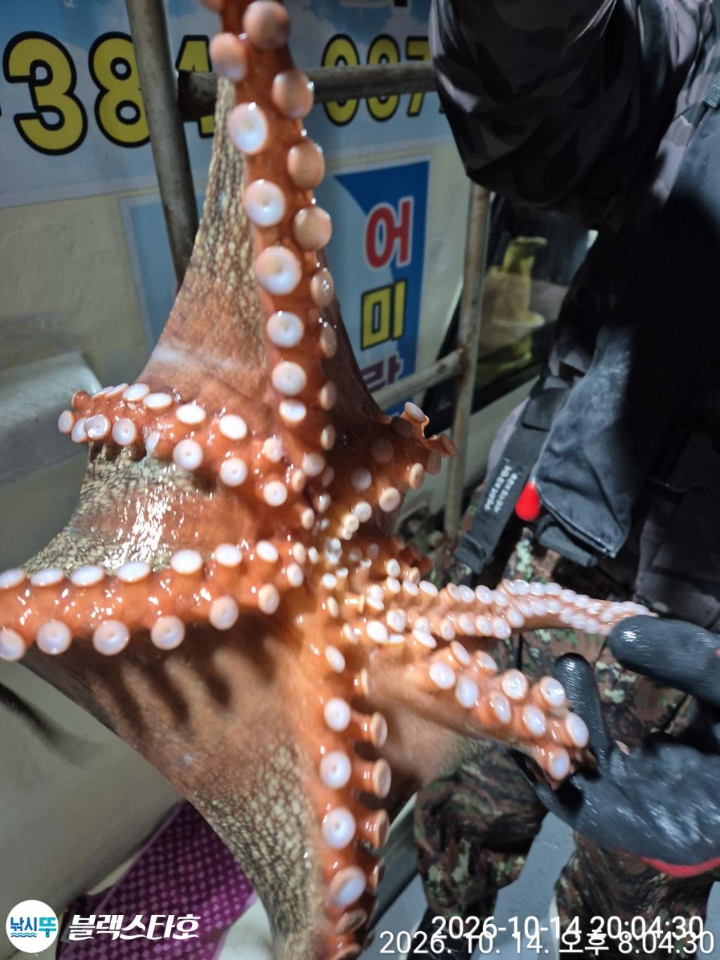 낚시뚜,돌문어,삼천포 팔포항,삼천포 블랙스타,낚시뚜9