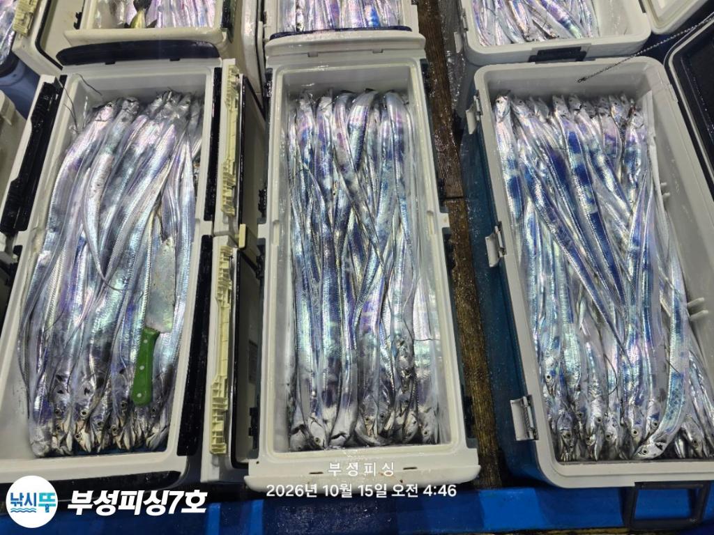 낚시뚜,갈치,통영영운리항,부성피싱7호,낚시뚜32