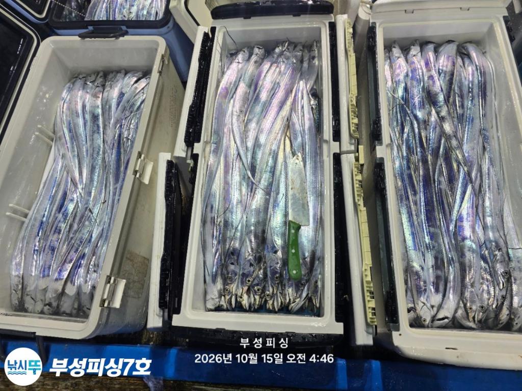 낚시뚜,갈치,통영영운리항,부성피싱7호,낚시뚜31