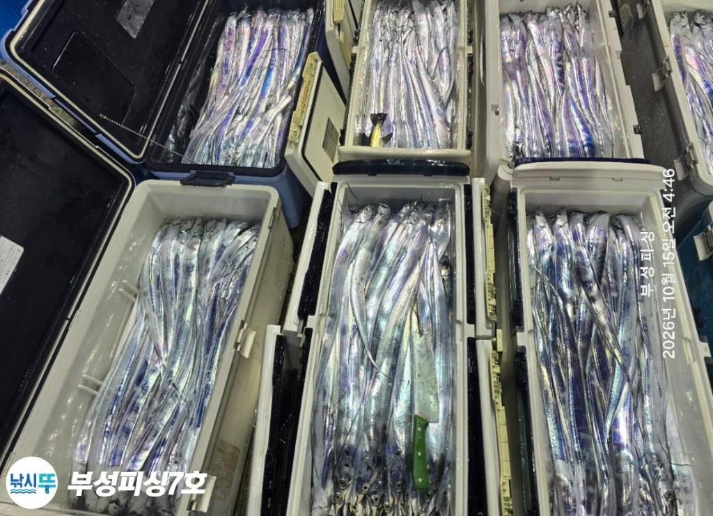 낚시뚜,갈치,통영영운리항,부성피싱7호,낚시뚜30