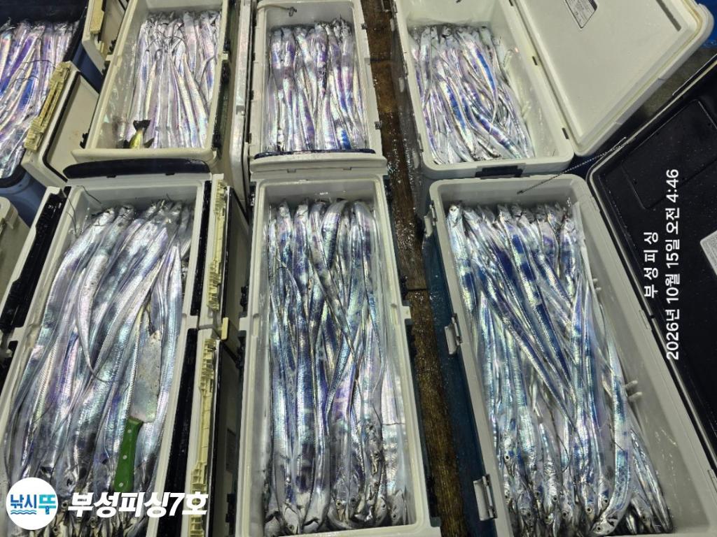 낚시뚜,갈치,통영영운리항,부성피싱7호,낚시뚜29