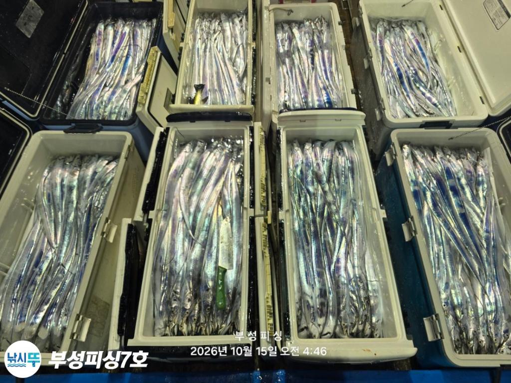 낚시뚜,갈치,통영영운리항,부성피싱7호,낚시뚜28