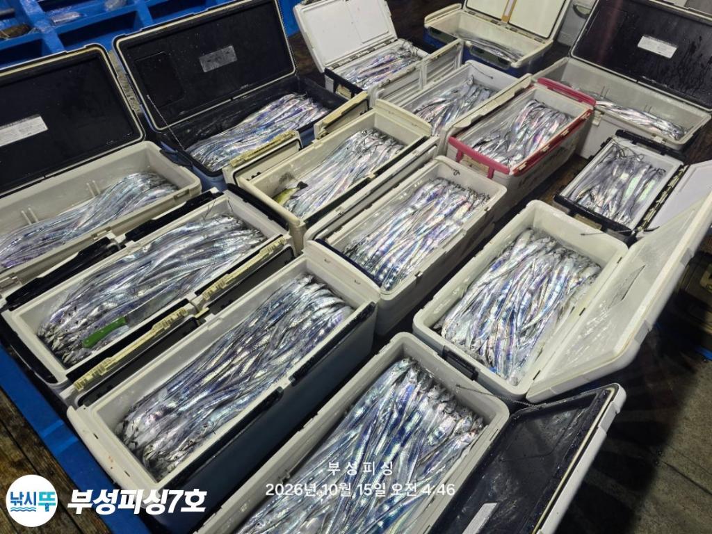 낚시뚜,갈치,통영영운리항,부성피싱7호,낚시뚜27