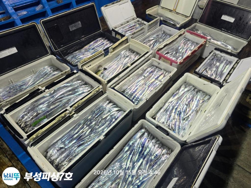 낚시뚜,갈치,통영영운리항,부성피싱7호,낚시뚜26