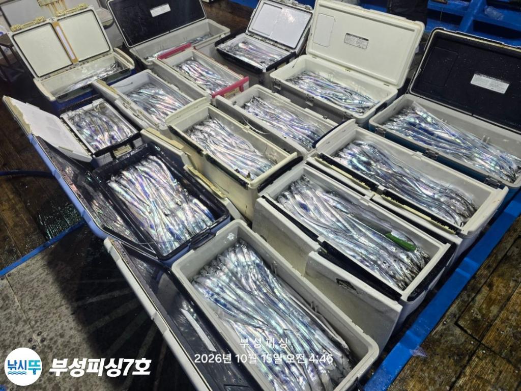 낚시뚜,갈치,통영영운리항,부성피싱7호,낚시뚜25