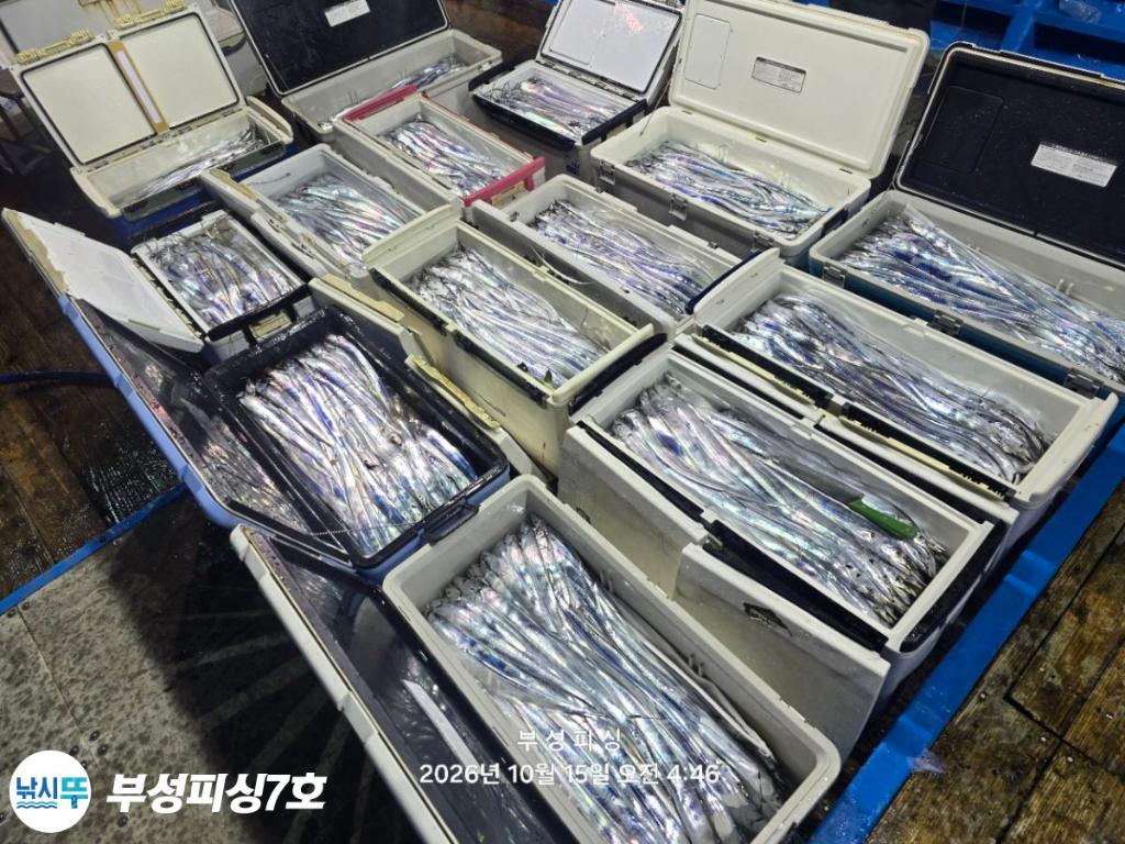 낚시뚜,갈치,통영영운리항,부성피싱7호,낚시뚜24