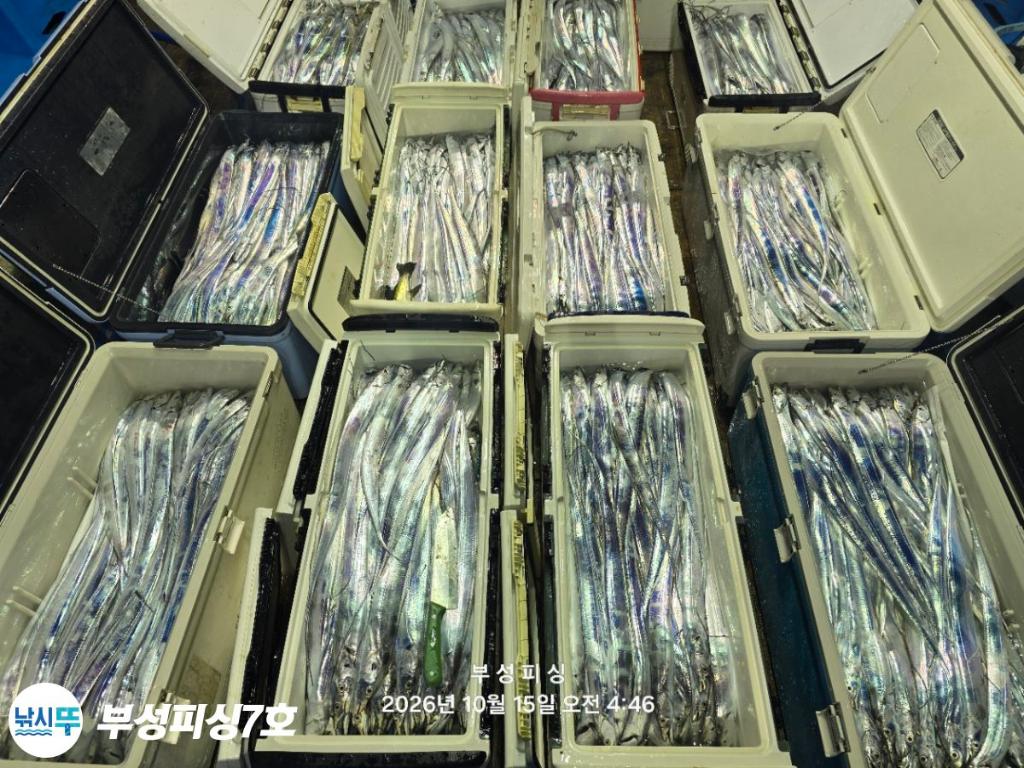 낚시뚜,갈치,통영영운리항,부성피싱7호,낚시뚜23