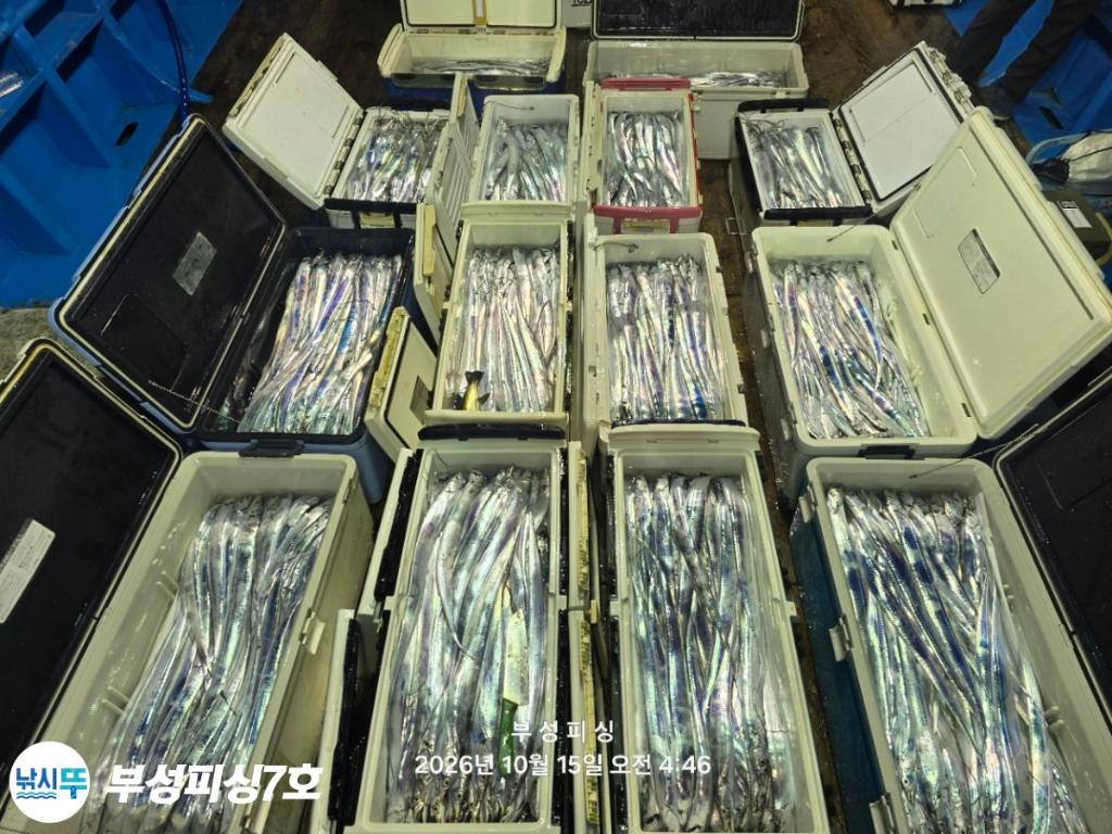 낚시뚜,갈치,통영영운리항,부성피싱7호,낚시뚜22