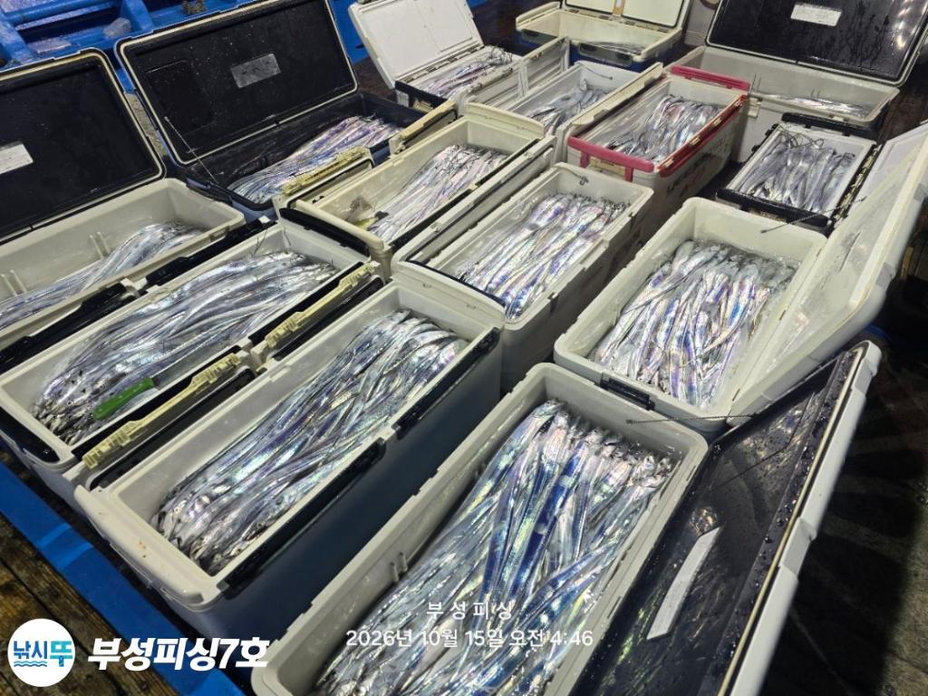 낚시뚜,갈치,통영영운리항,부성피싱7호,낚시뚜2