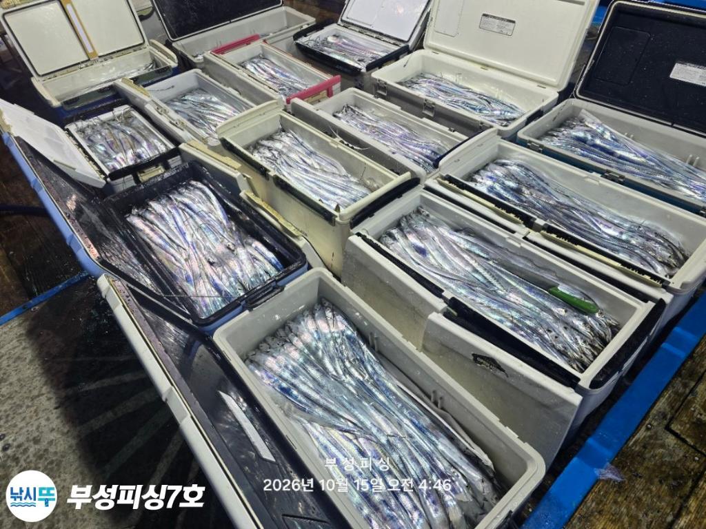 낚시뚜,갈치,통영영운리항,부성피싱7호,낚시뚜1
