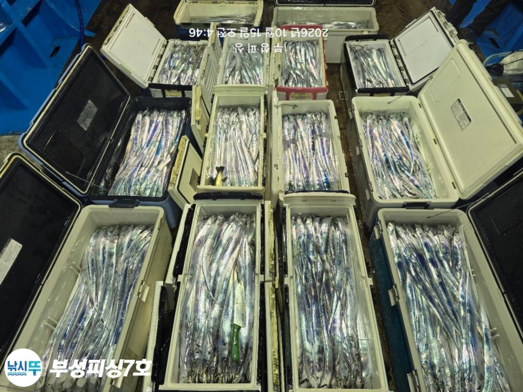 낚시뚜,갈치,통영영운리항,부성피싱7호,낚시뚜0