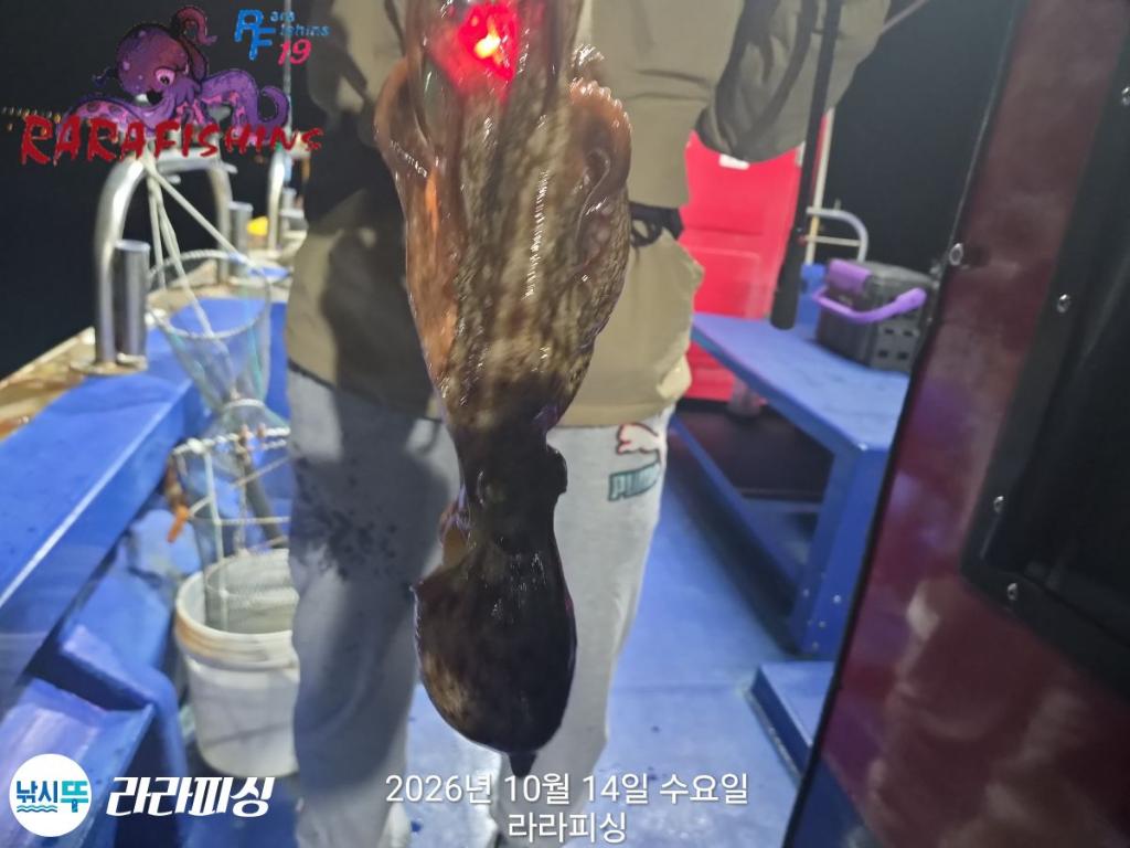 낚시뚜,돌문어,속천항(진해),라라피싱,낚시뚜8