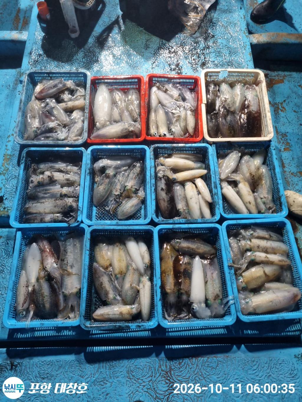 낚시뚜,오징어,영일만항,포항 태창호,낚시뚜6