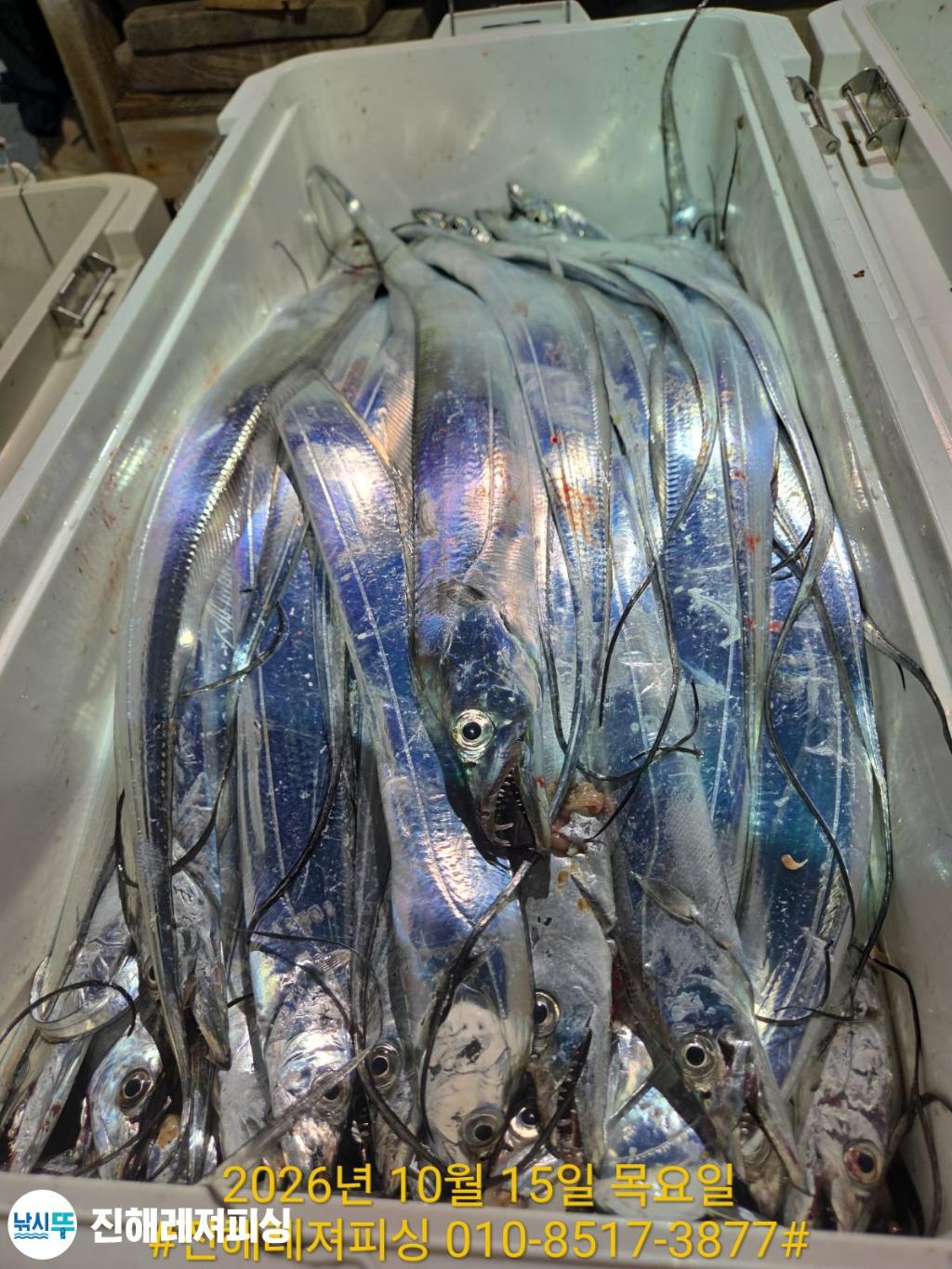낚시뚜,갈치,진해1부두항,진해레져피싱,낚시뚜14