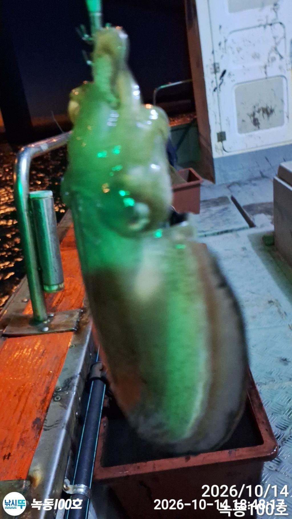 낚시뚜,갑오징어,돌문어,녹동항,녹동100호,낚시뚜1