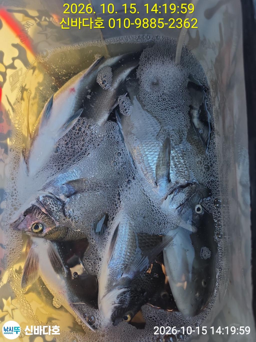 낚시뚜,감성돔,돌돔,해남 어란진항,신바다호,낚시뚜2