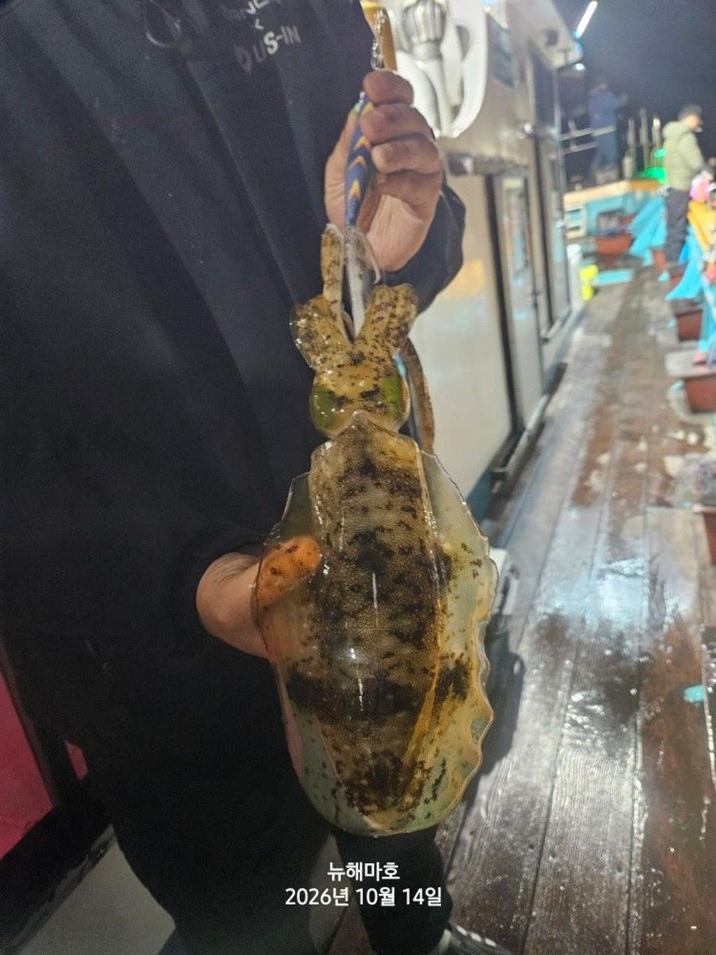 낚시뚜,무늬오징어,영일만항,뉴해마호,낚시뚜17