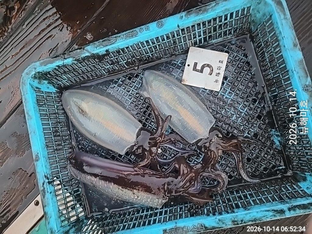 낚시뚜,무늬오징어,영일만항,뉴해마호,낚시뚜8