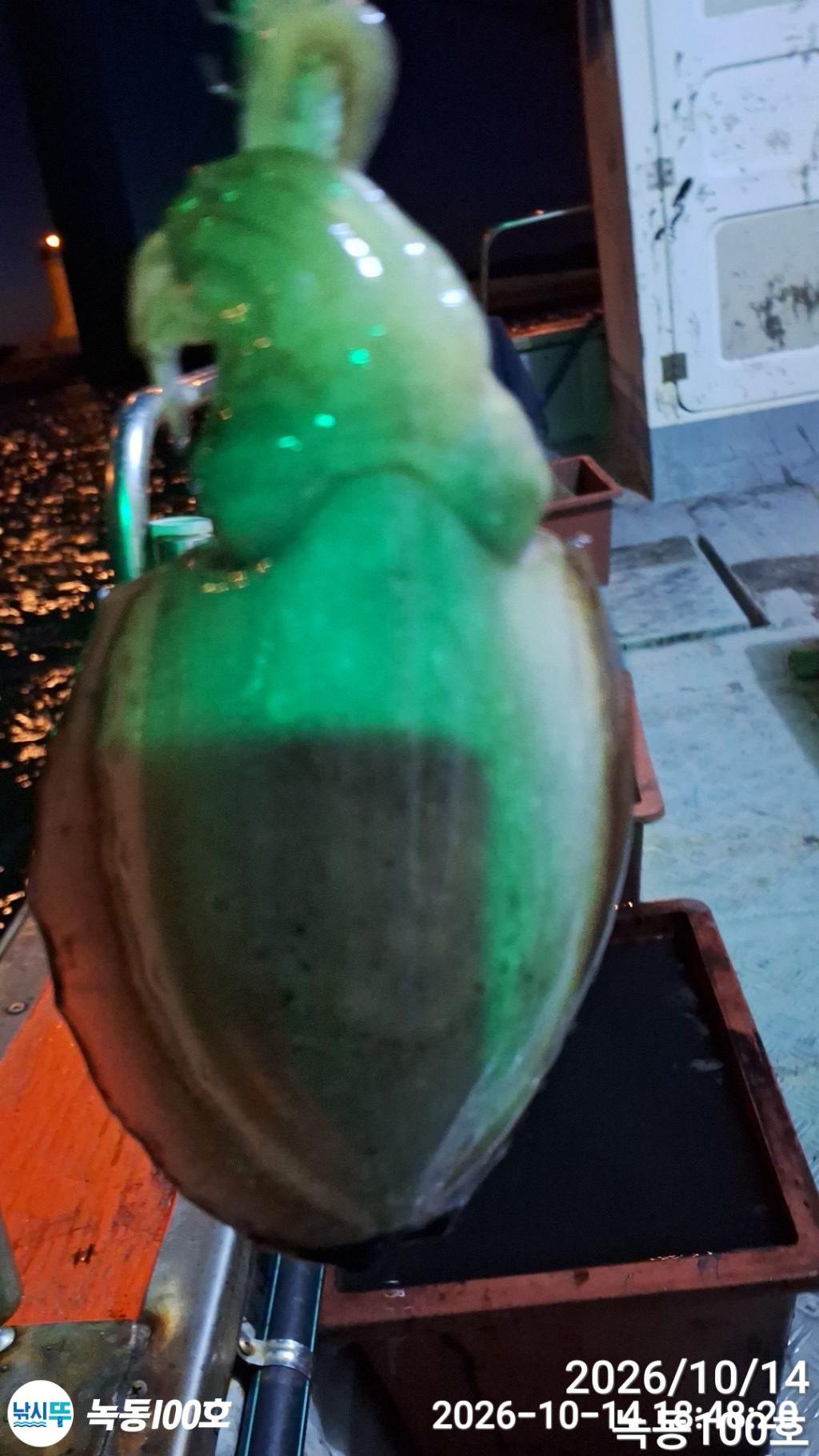 낚시뚜,갑오징어,녹동항,녹동100호,낚시뚜0