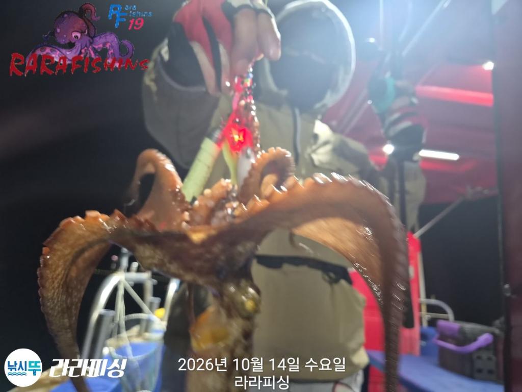 낚시뚜,돌문어,속천항(진해),라라피싱,낚시뚜2