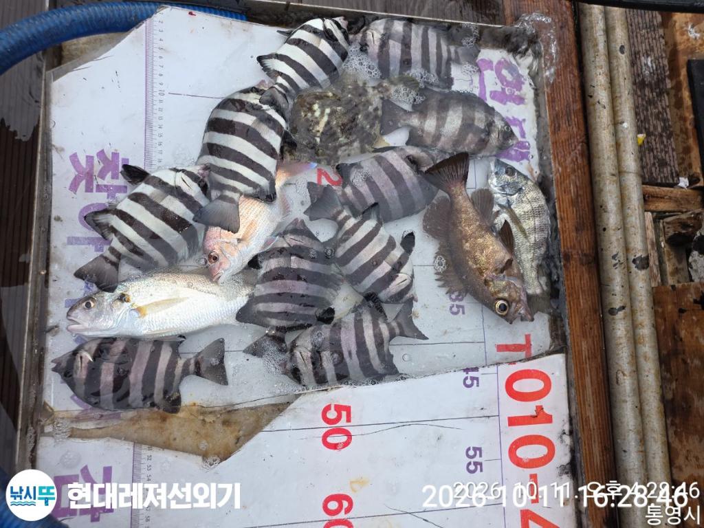 낚시뚜,감성돔,갑오징어,쥐치,풍화상장마을,통영 현대레져선외기,낚시뚜3