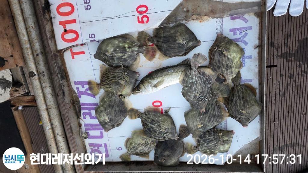 낚시뚜,감성돔,갑오징어,쥐치,풍화상장마을,통영 현대레져선외기,낚시뚜2
