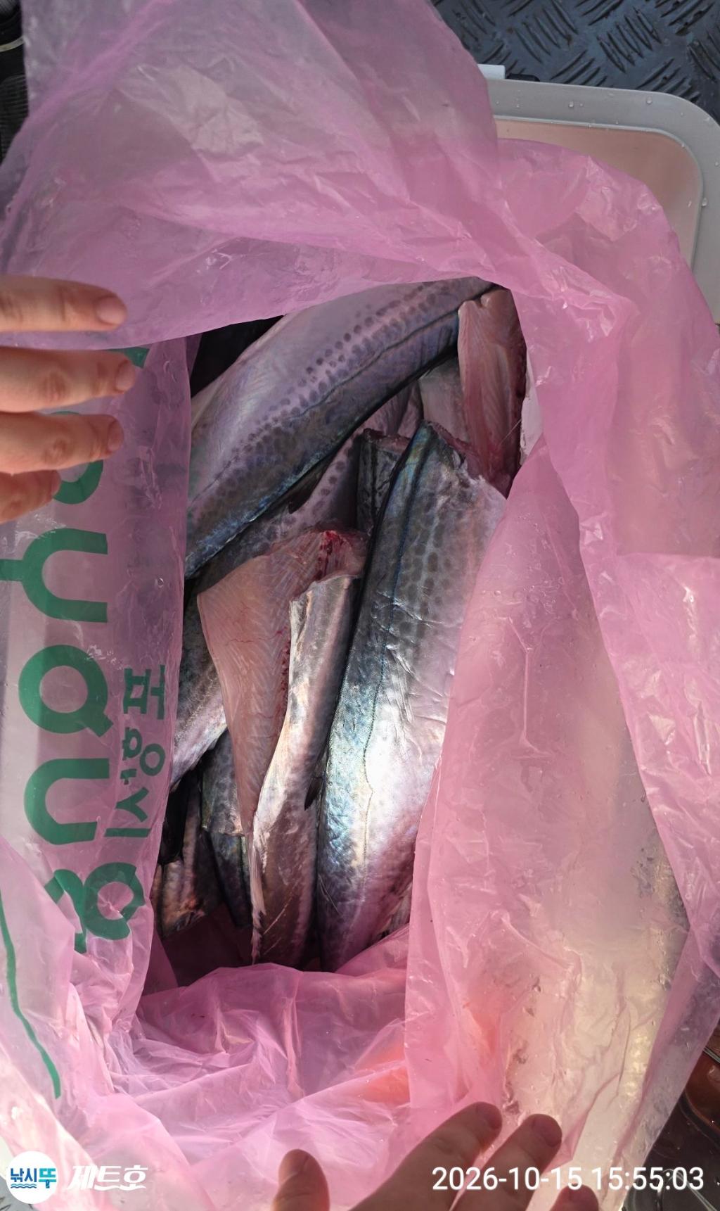 낚시뚜,삼치,방어,영일만항,포항 제트호,낚시뚜15