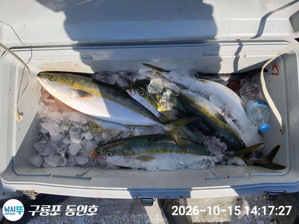 낚시뚜,방어,구룡포항,구룡포 동인호,낚시뚜4